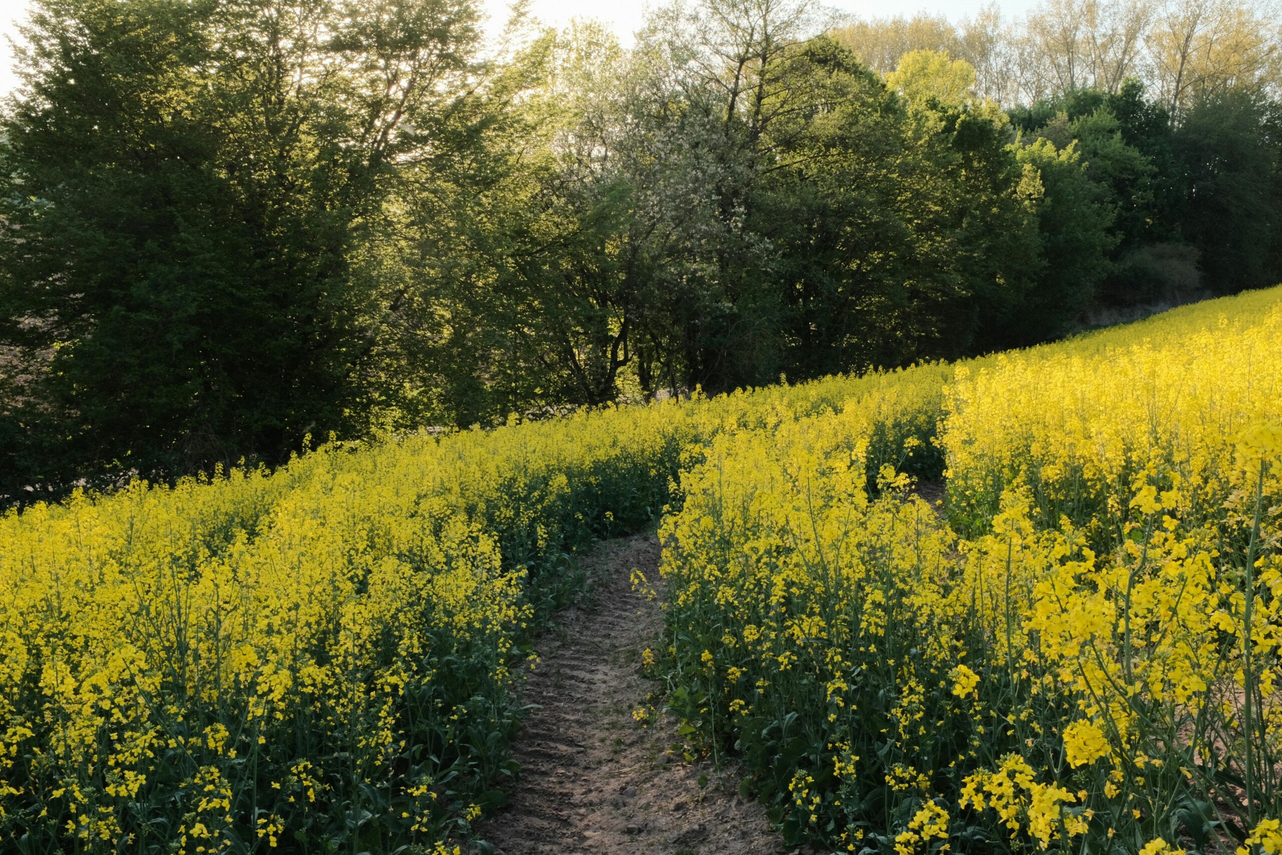 Ein ruhiges Rapsfeld in voller Blüte im warmen Abendlicht, aufgenommen in Schmalkalden, Deutschland.
